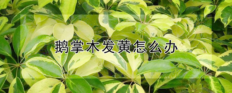 鹅掌木发黄怎么办（鹅掌木发黄怎么办小妙招）