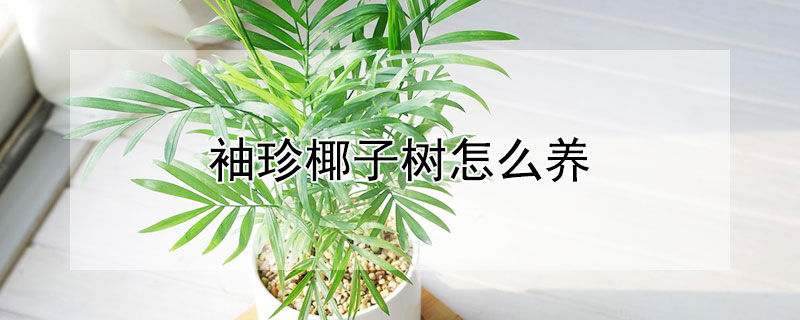 袖珍椰子树怎么养 袖珍椰子树怎么养护