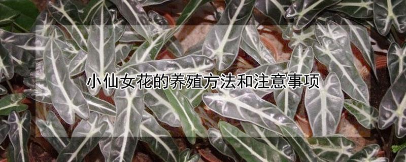 小仙女花的养殖方法和注意事项 小仙女花的养殖方法和注意事项有哪些