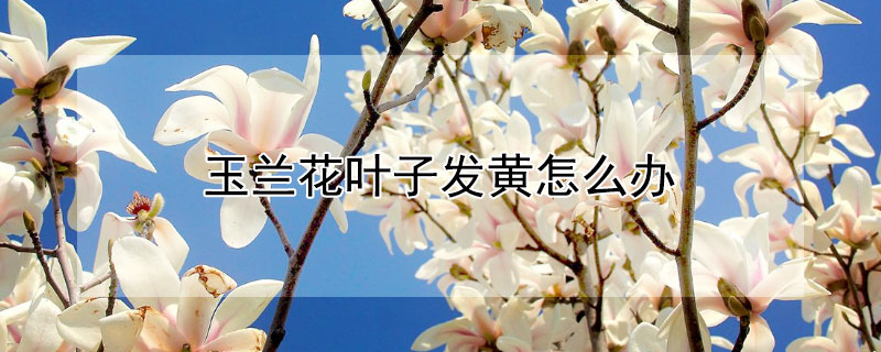 玉兰花叶子发黄怎么办（玉兰花叶子发黄怎么办视频）
