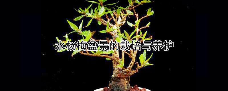 水杨梅盆景的栽培与养护 水杨梅图片