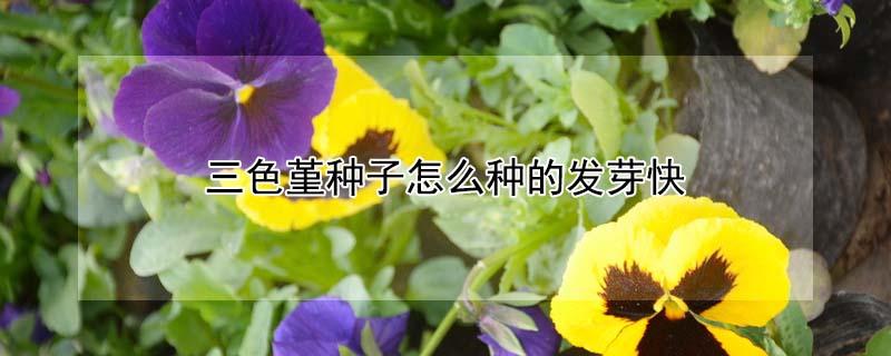 三色堇种子怎么种的发芽快 三色堇种子怎么播种