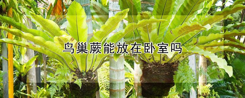 鸟巢蕨能放在卧室吗（鸟巢蕨放在家里有利于风水）