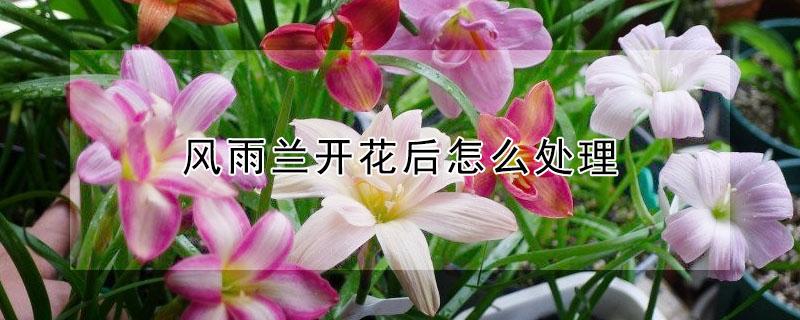 风雨兰开花后怎么处理（风雨兰开花后怎么处理叶子）