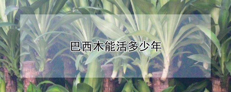 巴西木能活多少年（巴西木的寿命是多长）