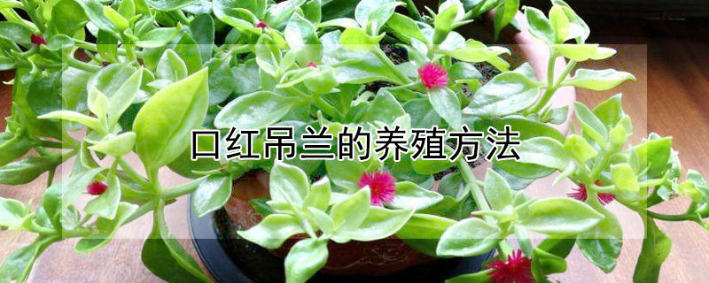 口红吊兰的养殖方法 口红吊兰的养殖方法和注意事项牡丹