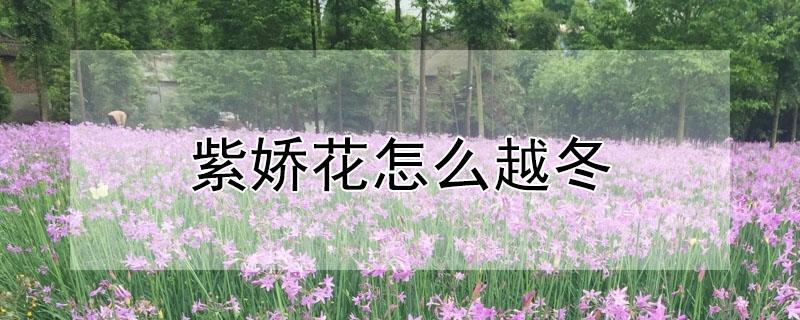 紫娇花怎么越冬（紫娇花耐寒多少度）