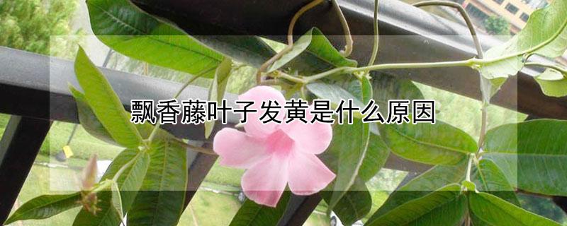飘香藤叶子发黄是什么原因（飘香藤叶子发黄是什么原因造成的）
