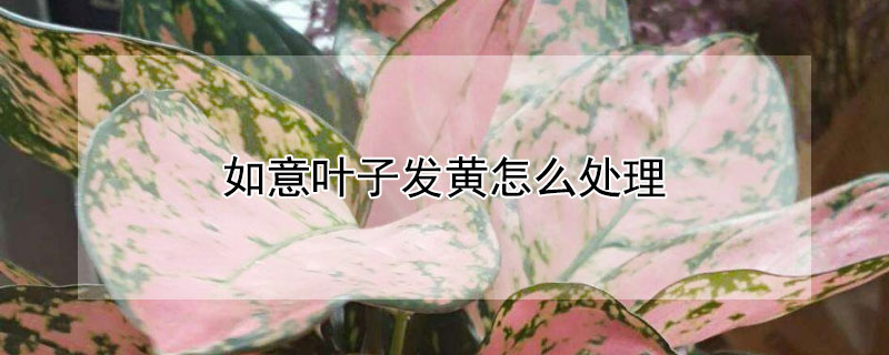 如意叶子发黄怎么处理（如意叶子发黄怎么处理好）