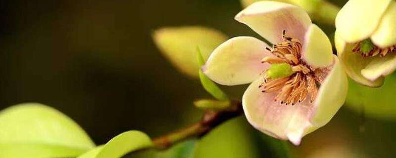 含笑花怎么过冬 含笑花怎样过冬