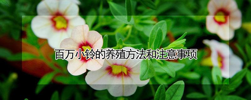 百万小铃的养殖方法和注意事项 百万小铃的种植与注意事项