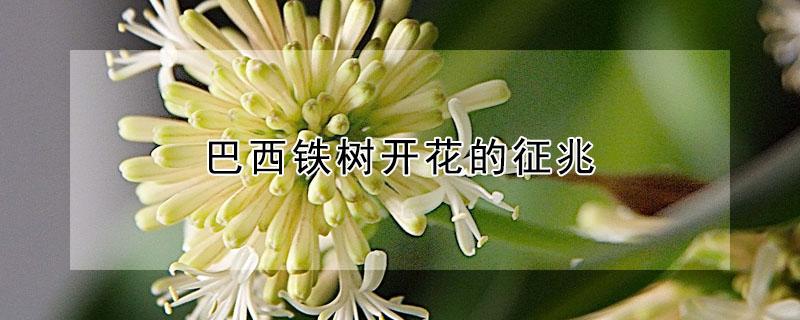 巴西铁树开花的征兆（巴西铁树开花是吉还是凶）