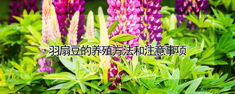 羽扇豆的养殖方法和注意事项（羽扇豆的养殖方法和注意事项视频）