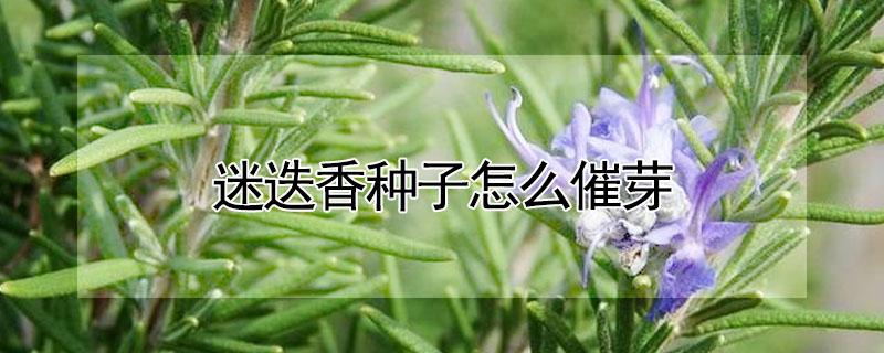 迷迭香种子怎么催芽（迷迭香种子催芽方法）