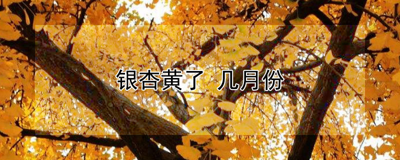 银杏黄了（银杏黄了枫叶红了）