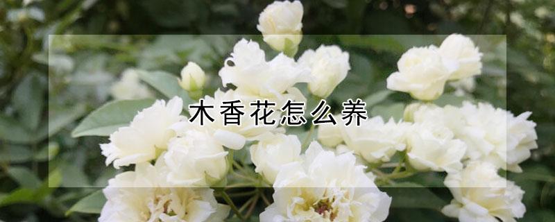 木香花怎么养（木香花怎么养活）