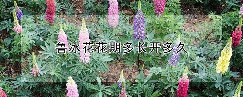 鲁冰花花期多长开多久 鲁冰花种子什么时候种