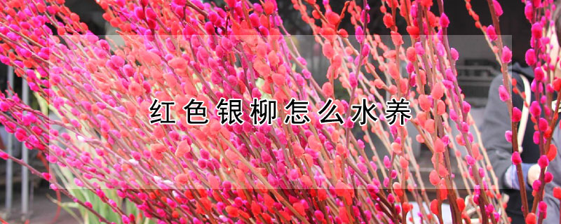 红色银柳怎么水养（红色银柳水养能养多久）