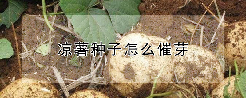 凉薯种子怎么催芽 凉薯种子怎么催芽要泡几天