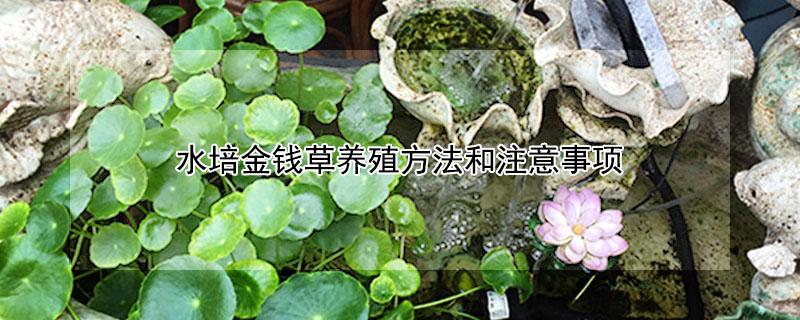 水培金钱草养殖方法和注意事项 水培金钱草用什么肥料好