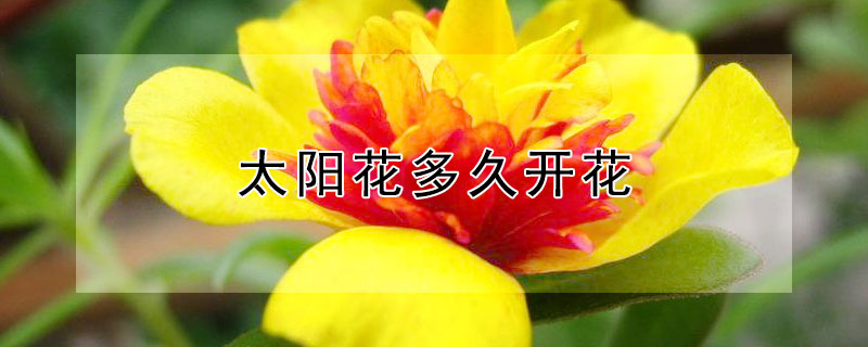 太阳花多久开花 重瓣太阳花多久开花