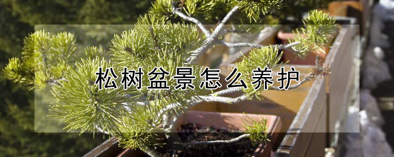 松树盆景怎么养护 松树盆景怎么养护和管理