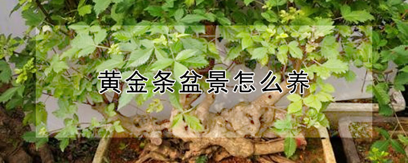 黄金条盆景怎么养 黄金条盆景怎么养护和管理