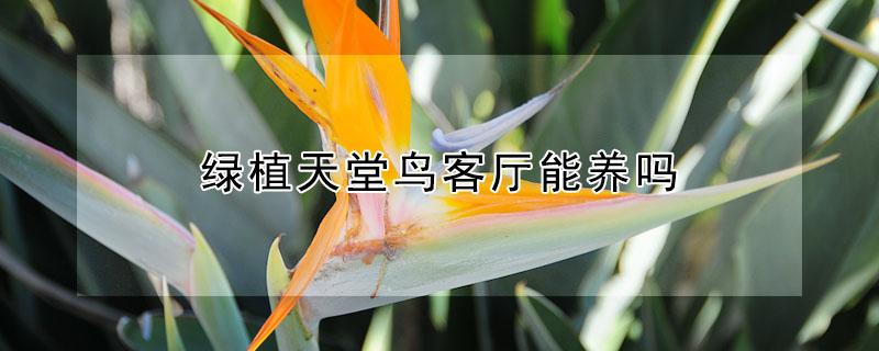 绿植天堂鸟客厅能养吗 绿植天堂鸟客厅能养吗视频