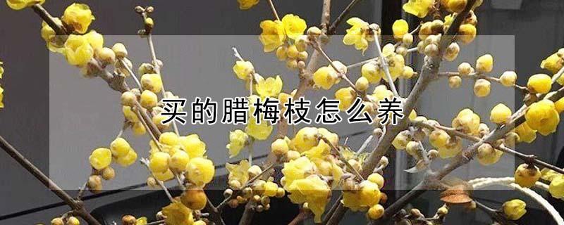 买的腊梅枝怎么养（腊梅枝条买回来怎么养）