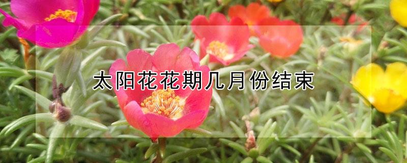 太阳花花期几月份结束 太阳花花期是几月份