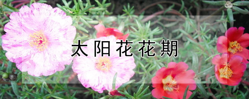 太阳花花期 太阳花花期几月份