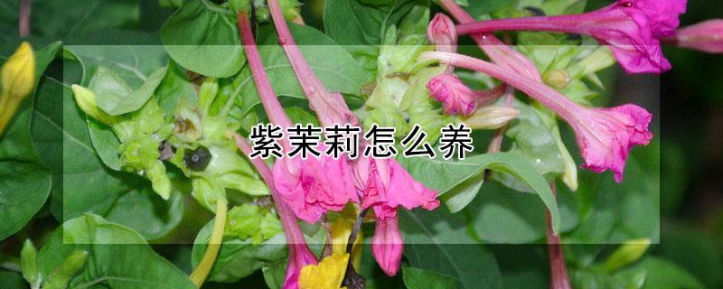 紫茉莉怎么养 紫茉莉怎么养殖