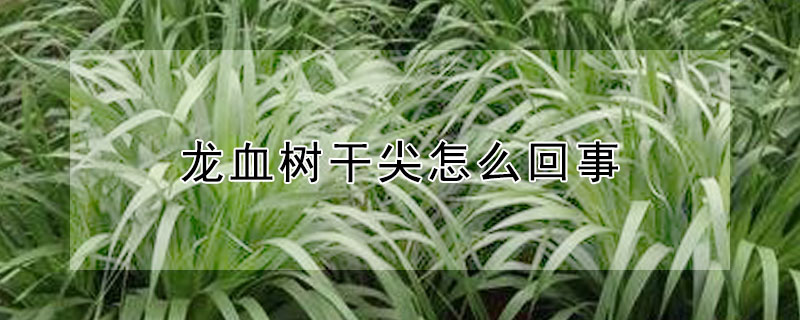 龙血树干尖怎么回事（龙血树的叶子干尖怎么回事）