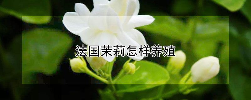 法国茉莉怎样养殖 法国茉莉怎样养殖的