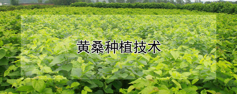 黄桑种植技术 人工桑黄种植技术