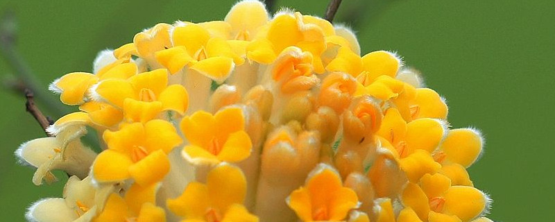 结香花怎么分株（结香花怎么分株方法）