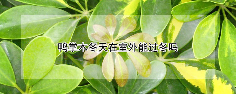 鸭掌木冬天在室外能过冬吗 鸭掌木冬天在室外能过冬吗视频