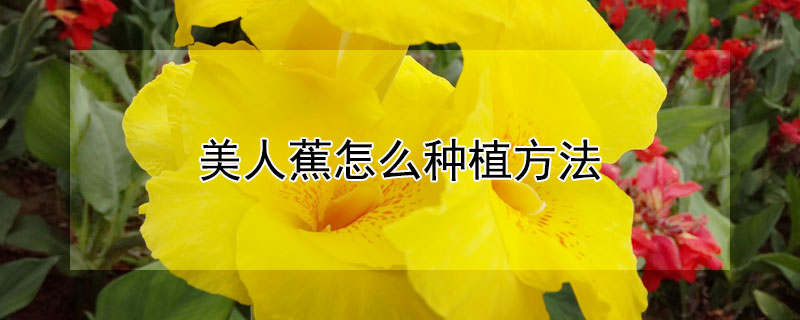 美人蕉怎么种植方法 美人蕉怎么种植方法叶子可以吃吗