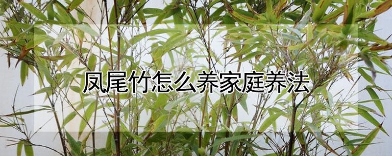 凤尾竹怎么养家庭养法（凤尾竹怎么养家庭养法简单）