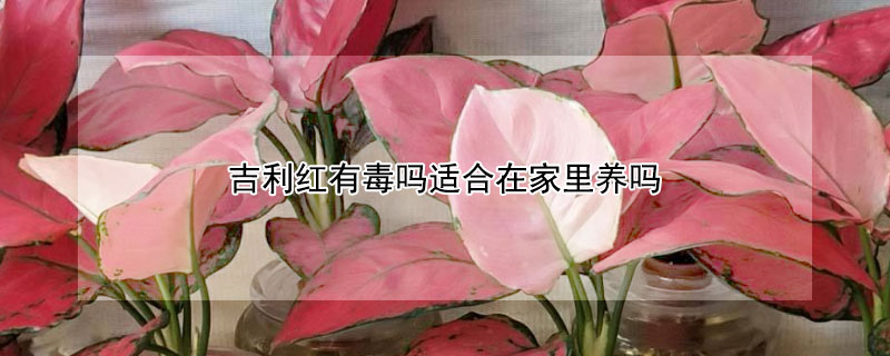吉利红有毒吗适合在家里养吗（吉利红有毒吗?）