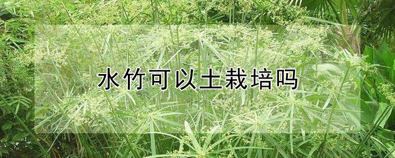 水竹可以土栽培吗（水竹可以土栽培吗怎样土栽水竹）