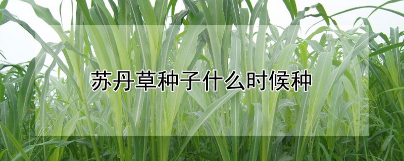 苏丹草种子什么时候种（黑麦草的种植季节和种植方法）