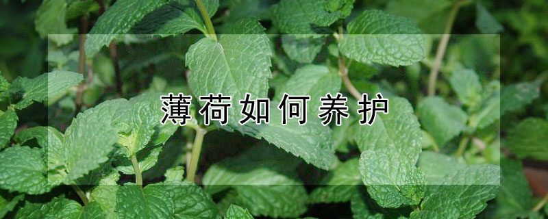 薄荷如何养护（薄荷花的养殖方法和注意事项）