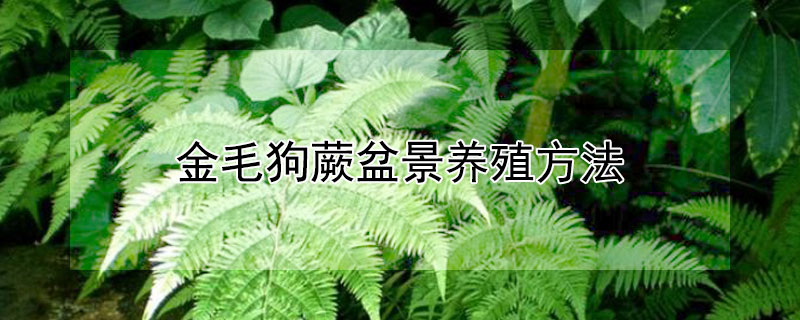 金毛狗蕨盆景养殖方法 金毛狗蕨盆景养殖方法图片