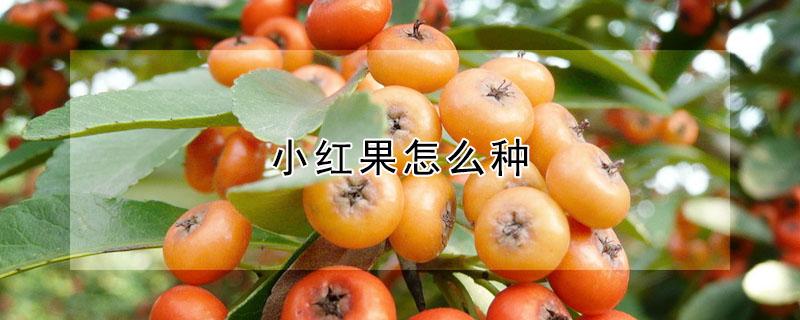 小红果怎么种 小红果怎么种植视频