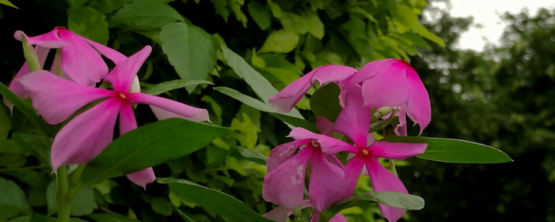 长春花移植方法 长春花如何移植