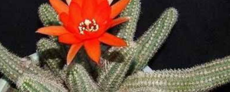 白檀怎样快速满盆（白檀怎样快速满盆养）