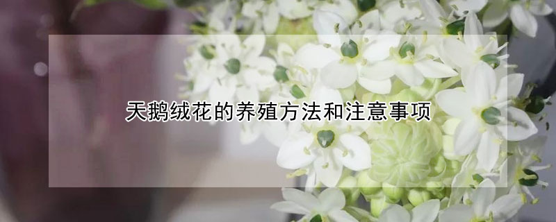 天鹅绒花的养殖方法和注意事项 天鹅绒花百科