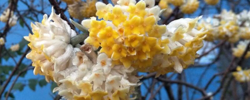 结香花怎样修剪（结香花怎样修剪视频）