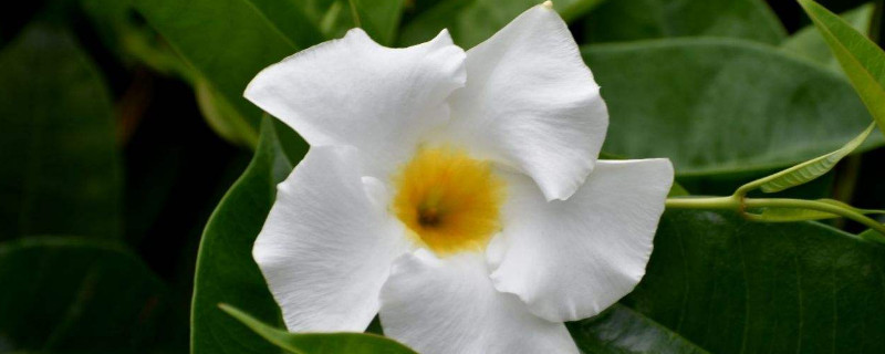 飘香藤开完花怎么修剪（飘香藤开完花怎么修剪好看）